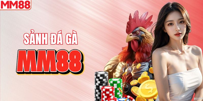 Sân chơi đá gà trực tiếp